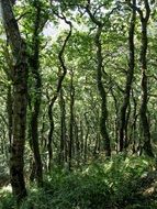 trees with gnarled trunks in Forest