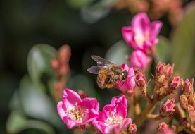 Honey bee on a pink blossoms