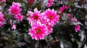 pink flowers as a decoration of the garden