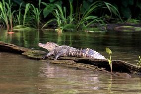 alligator in the swamp