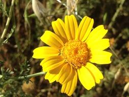 yellow daisy flower in sun rays on a blurred background