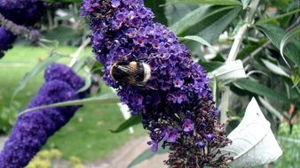 humble-bee in the garden