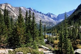 pine forest in front of a mountain lake