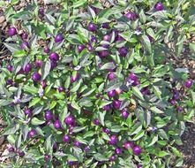 bush with purple berries close up