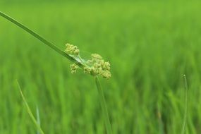 spider on a green plant in nature on a blurred background