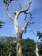 dead tree, bottom view, Denmark, bornholm