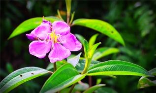 pink melastoma flower in nature