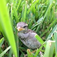 bird among wild grass