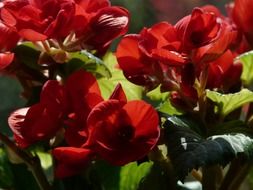 flowering begonias of the red flowers