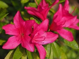 macro photo of pink spring azalea flower