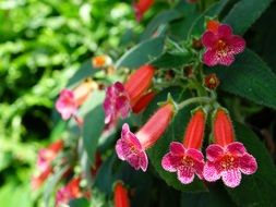 kohleria is a herbaceous plant