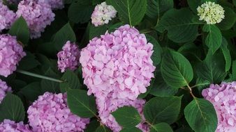 purple garden lilac