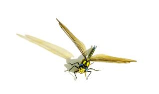 isolated yellow dragonfly on a white background