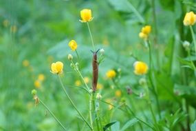 slug on a green plant