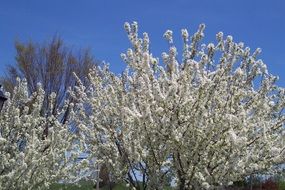 white flowering trees in spring