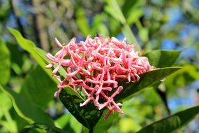 plant with cruciform pink flowers