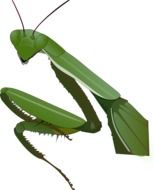 Clipart of a praying green mantis at white background