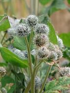 burdock plant blooms