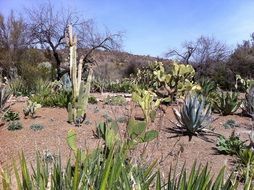 various cacti in desert in Arizona