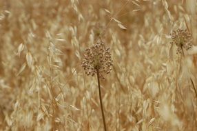 nature gold autumn