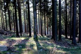 forest in October