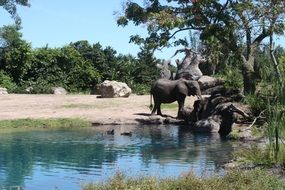 elephant on the shore of a small lake