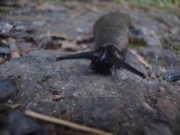 black slug closeup