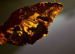 Light on the leaf in autumn