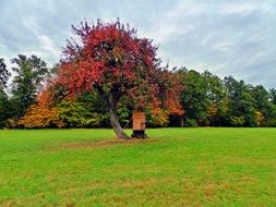 red tree on the field