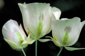 sego lily flowers