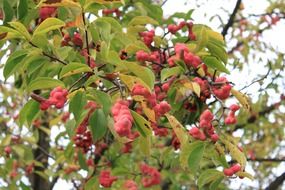 ripe fruit magnolia