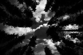 trees tops in black and white