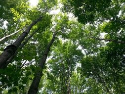 summer sun in the tops of green trees