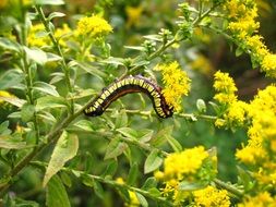 caterpillar wild flower