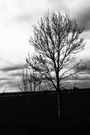 Black and white photo of leafless tree