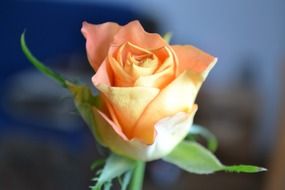 comely rose flower