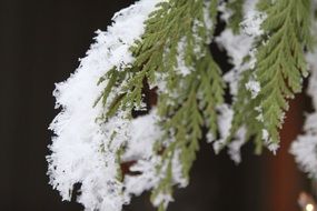 snow on a pine branch in the forest