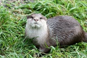 wet otter