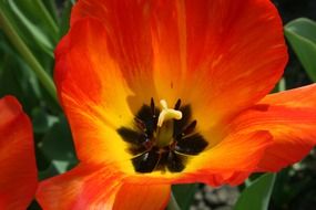 open tulip bud in Holland
