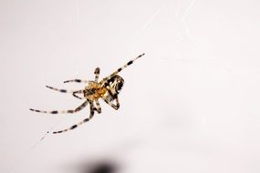 spider in a web on a white background close-up on a blurred background
