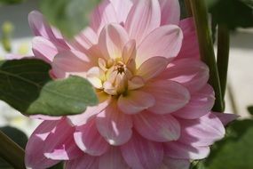 pink dahlia blossom