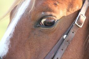 domestic horse eye