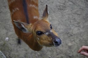 Beautiful semi-aquativ antelope in nature