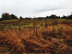 Autumnal field