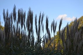 tall cane in autumn