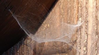 Picture of the cobweb on a wood