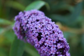 purple fragrant flowers