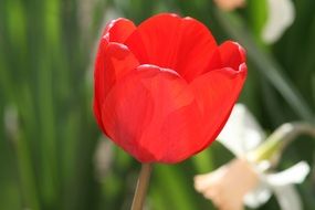 stunning red flower