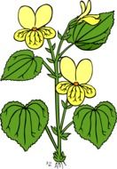 extraordinarily beautiful flowers drawing