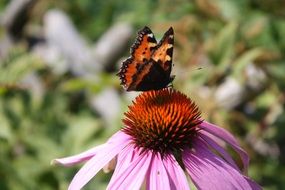 butterfly on a flower in the garden